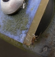 Insecta