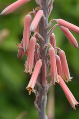 Aloe pubescens