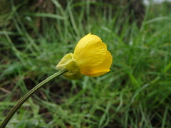 Ranunculus bulbosus