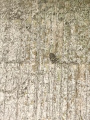 Myopsocidae