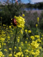 Astylus trifasciatus
