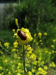 Astylus trifasciatus