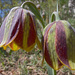 Fritillaria messanensis - Photo (c) Amadej Trnkoczy, some rights reserved (CC BY-NC-SA)