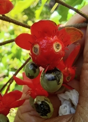 Ochna serrulata