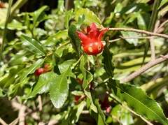 Ochna serrulata
