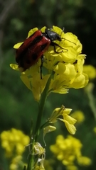 Astylus trifasciatus