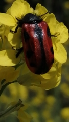 Astylus trifasciatus