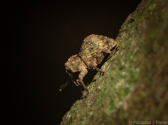 Tychreus sellatus