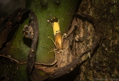 Labdia deliciosella
