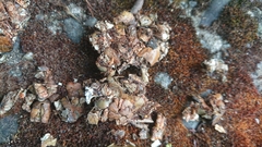 Lontra provocax