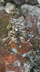 Lontra provocax