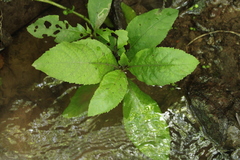 Brachyglottis hectorii