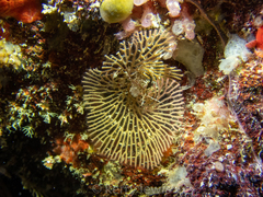 Bugulina simplex