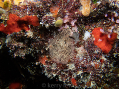 Bugulina simplex