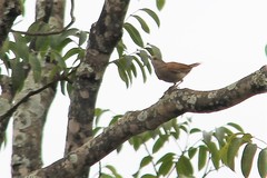 Turdus leucomelas