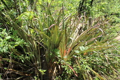Bromelia karatas
