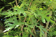 Montanoa bipinnatifida
