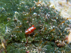 Iridonida pusilla