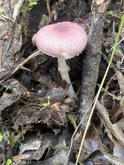 Leucoagaricus roseilividus