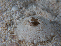 Chaenopsis limbaughi