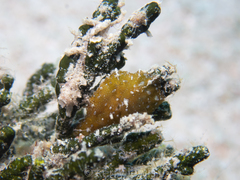 Bunodeopsis globulifera