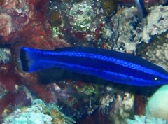 Larabicus quadrilineatus