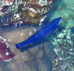 Larabicus quadrilineatus