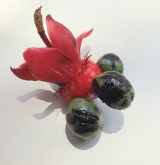 Ochna serrulata