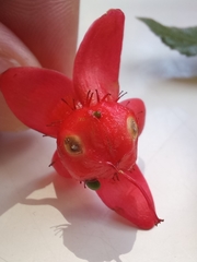 Ochna serrulata