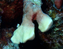 Millepora exaesa