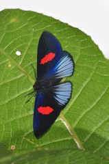 Lucillella aphrodita