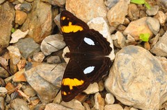 Adelpha justina