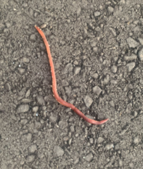 Lumbricus terrestris