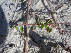 Microstachys corniculata