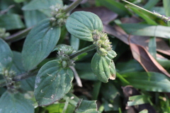 Spermacoce latifolia