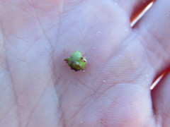 Microstachys corniculata