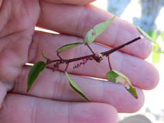 Microstachys corniculata