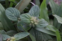 Spermacoce latifolia