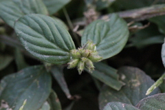 Spermacoce latifolia