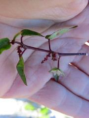Microstachys corniculata