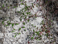 Microstachys corniculata