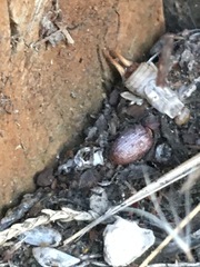 Otiorhynchus cribricollis