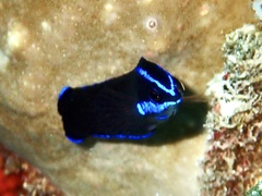 Pseudochromis springeri
