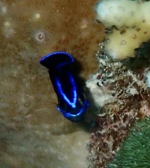 Pseudochromis springeri