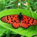 Scarlet Acraea - Photo (c) Markus, some rights reserved (CC BY)