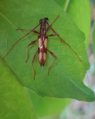 Compsibidion ilium