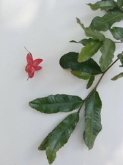 Ochna serrulata