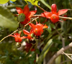 Ochna serrulata