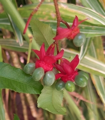 Ochna serrulata