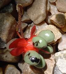 Ochna serrulata